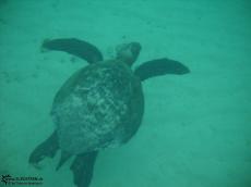 Turtoise - Underwater Galapagos 2010 -DSCN5547